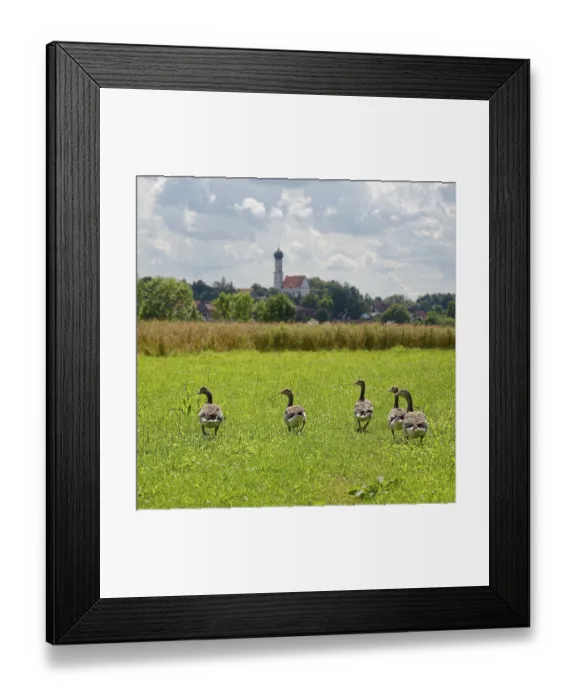 Framed Print : Greylag geese (Anser anser) in a meadow in front of a village with church