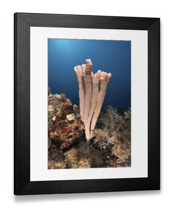 Framed Print : Sea sponge colony siphon sponge (Siphonochalina siphonella)