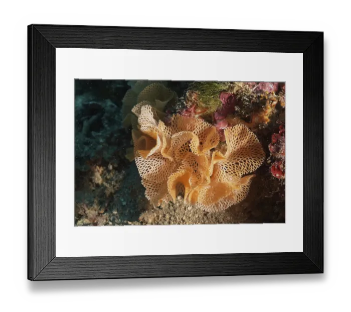 Framed Print : Neptune Veil (Reteporella grimaldii) (Reteporella septentrionalis)
