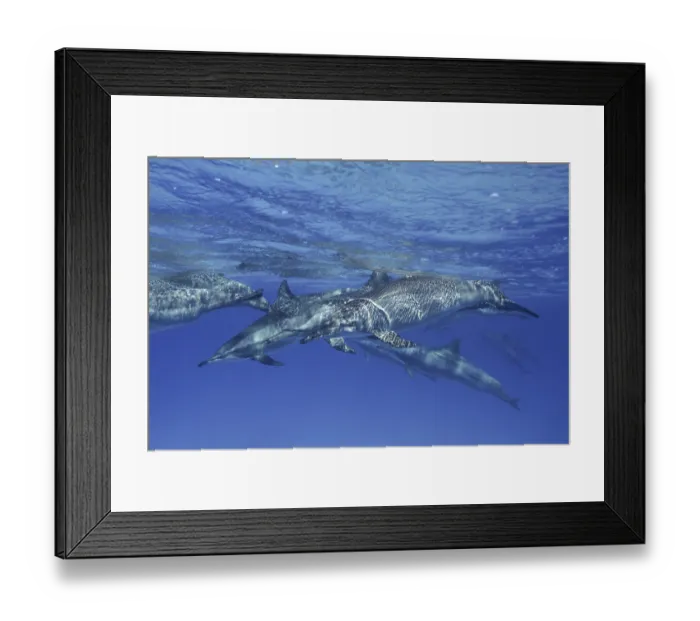 Framed Print : Group of spinner dolphin (Stenella longirostris)