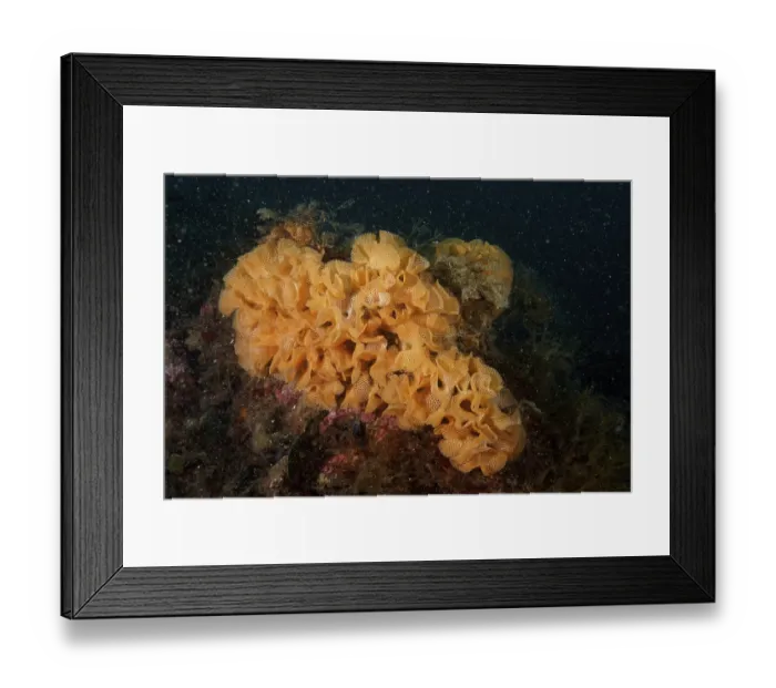 Framed Print : Neptune slime (Reteporella grimaldii) (Reteporella septentrionalis) Framed Print : Neptune slime (Reteporella grimaldii) (Reteporella septentrionalis)