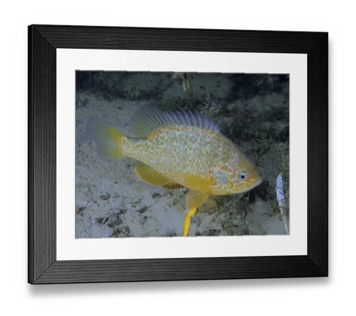 Framed Print : A yellow-brown pied fish, pumpkinseed sunfish (Lepomis gibbosus) at night Framed Print : A yellow-brown pied fish, pumpkinseed sunfish (Lepomis gibbosus) at night