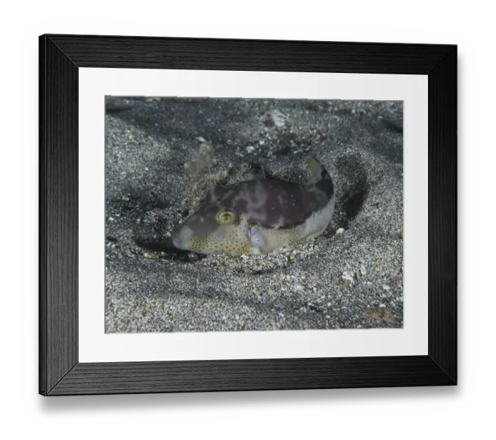 Framed Print : A pointed pufferfish (Canthigaster rostrata) lies camouflaged on the sandy seabed at night