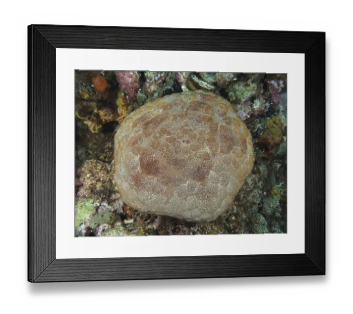 Framed Print : Large cushion starfish (Culcita novaeguineae) with detailed pattern on seabed