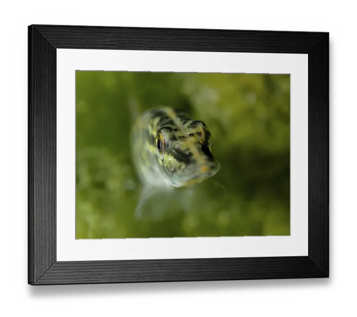 Framed Print : Close-up of juvenile pike (Esox lucius) looking curiously towards the camera Framed Print : Close-up of juvenile pike (Esox lucius) looking curiously towards the camera