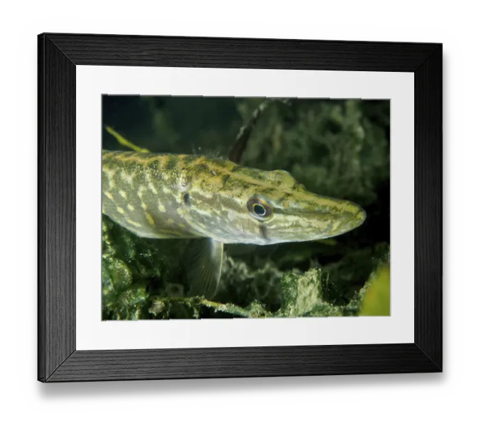 Framed Print : Detailed close-up of a pike (Esox lucius) between aquatic plants Framed Print : Detailed close-up of a pike (Esox lucius) between aquatic plants
