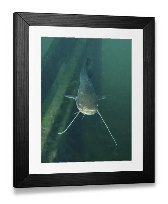 Framed Print : A catfish (Silurus glanis), Waller Framed Print : A catfish (Silurus glanis), Waller