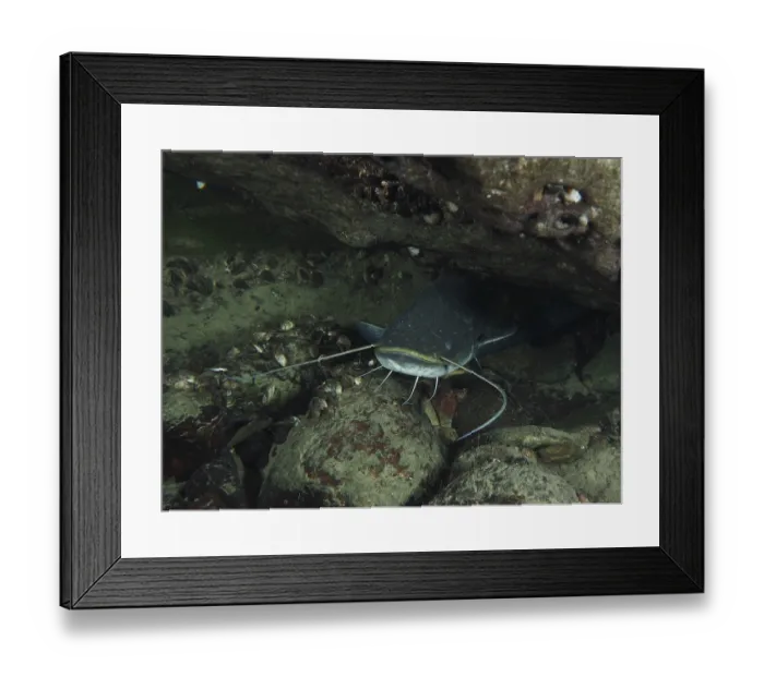 Framed Print : A catfish (Silurus glanis), Waller Framed Print : A catfish (Silurus glanis), Waller
