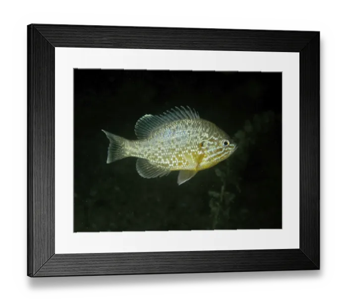 Framed Print : A single brightly coloured fish