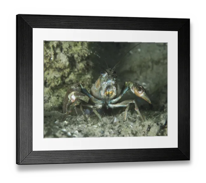 Framed Print : A signal crayfish (Pacifastacus leniusculus)