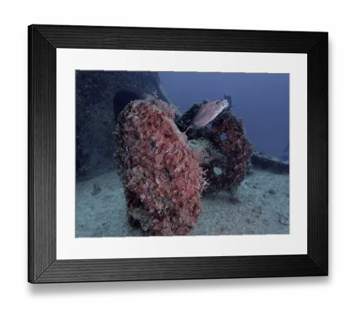Framed Print : Coral-covered wheel of a winch of a wreck with fish under water Framed Print : Coral-covered wheel of a winch of a wreck with fish under water