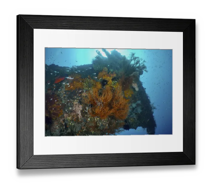 Framed Print : Lush overgrown wreck with corals and marine life