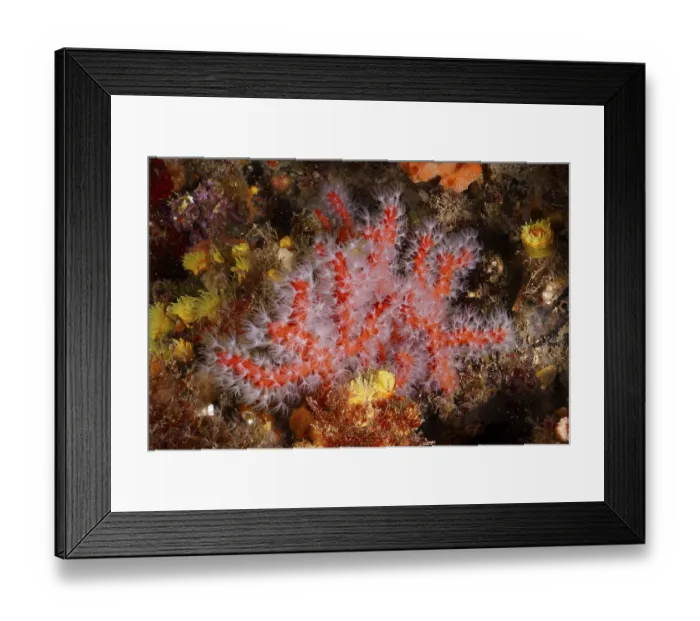 Framed Print : Red coral (Corallium rubrum) with white polyps on the seabed Framed Print : Red coral (Corallium rubrum) with white polyps on the seabed