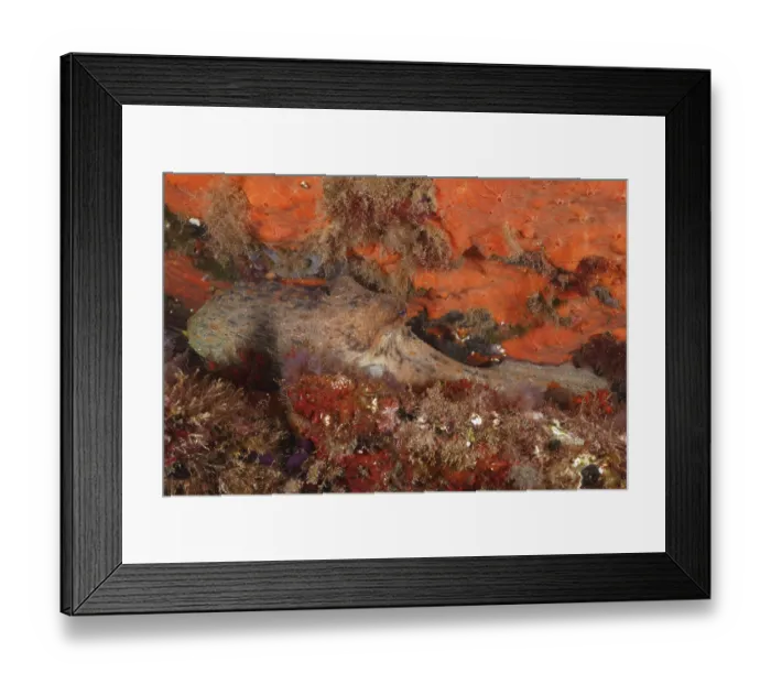 Framed Print : A Common Octopus (Octopus vulgaris) camouflages itself between colourful sea sponges under water Framed Print : A Common Octopus (Octopus vulgaris) camouflages itself between colourful sea sponges under water