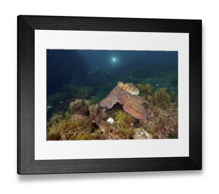 Framed Print : A Common Octopus (Octopus vulgaris) moves across the algae bed of the ocean Framed Print : A Common Octopus (Octopus vulgaris) moves across the algae bed of the ocean