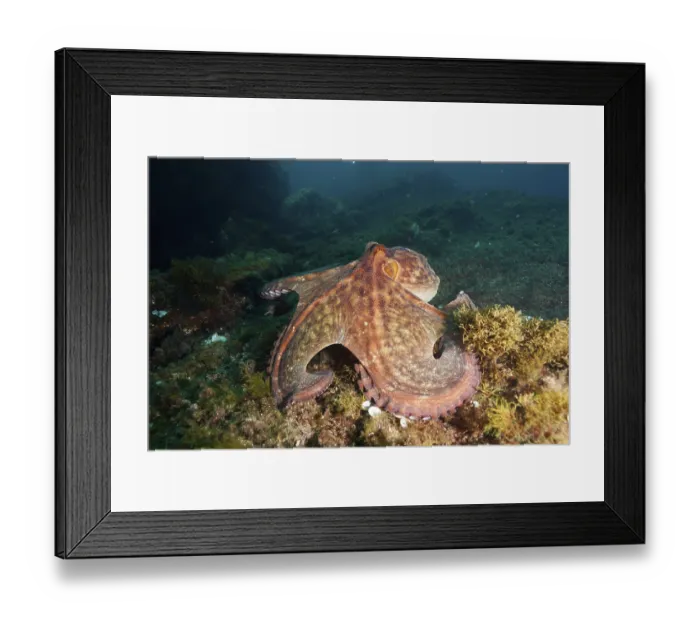 Framed Print : A Common Octopus (Octopus vulgaris) spreads out over the algae-covered seabed in deep water Framed Print : A Common Octopus (Octopus vulgaris) spreads out over the algae-covered seabed in deep water
