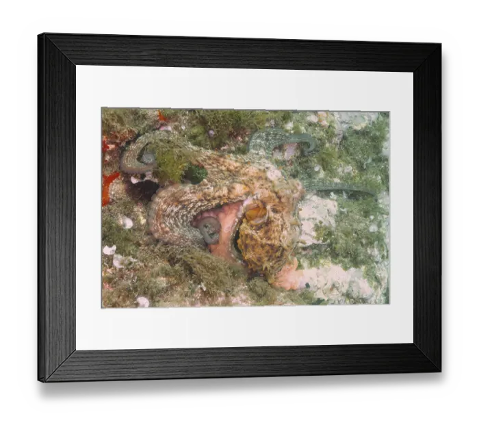Framed Print : A Common Octopus (Octopus vulgaris) camouflages itself on the coral-covered seabed Framed Print : A Common Octopus (Octopus vulgaris) camouflages itself on the coral-covered seabed