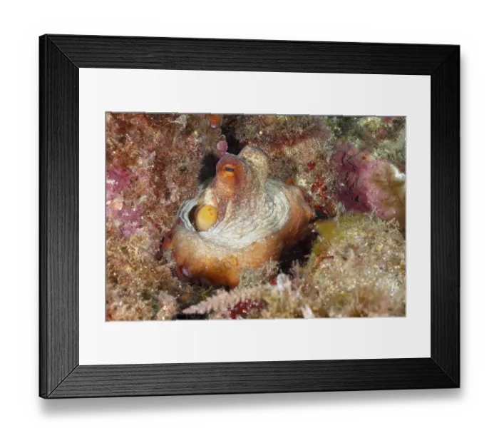 Framed Print : A juvenile Common Octopus (Octopus vulgaris) sits hidden in a colourful underwater landscape