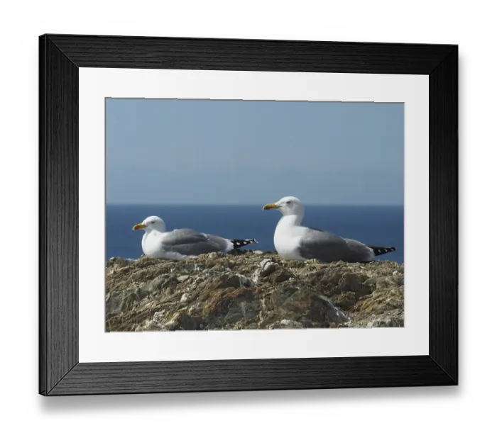 Framed Print : Two Mediterranean gulls (Larus michahellis) resting on rocks with the sea in the background Framed Print : Two Mediterranean gulls (Larus michahellis) resting on rocks with the sea in the background