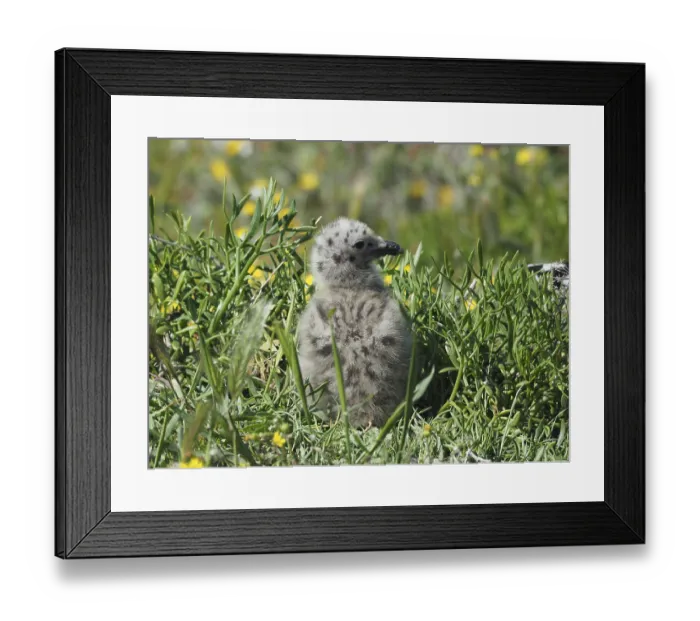 Framed Print : A fluffy chick of Mediterranean gull (Larus michahellis) sits in the dense grass