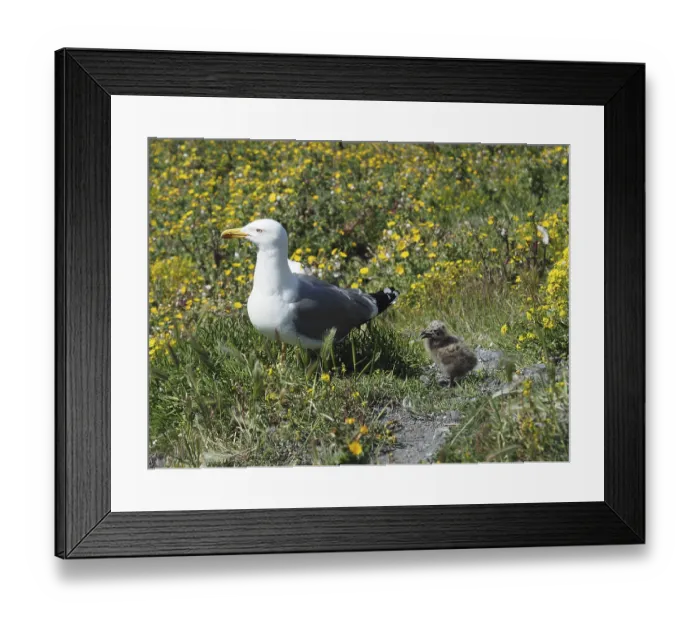 Framed Print : A Mediterranean gull (Larus michahellis) stands next to a chick in the green grass