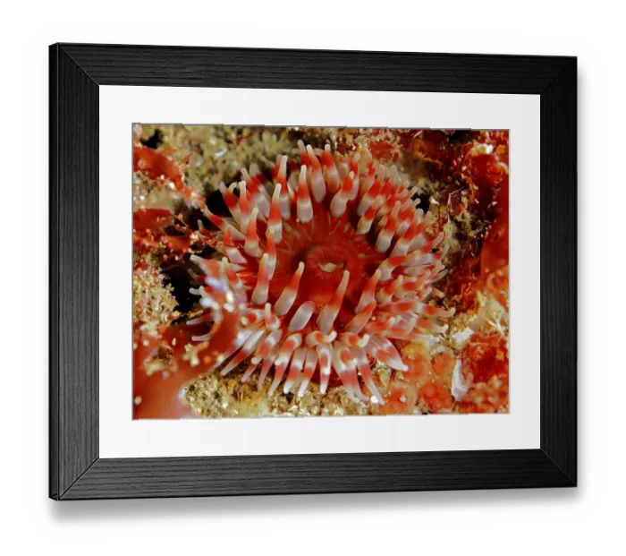 Framed Print : Red sea anemone, Dahlia anemone (Urticina felina)