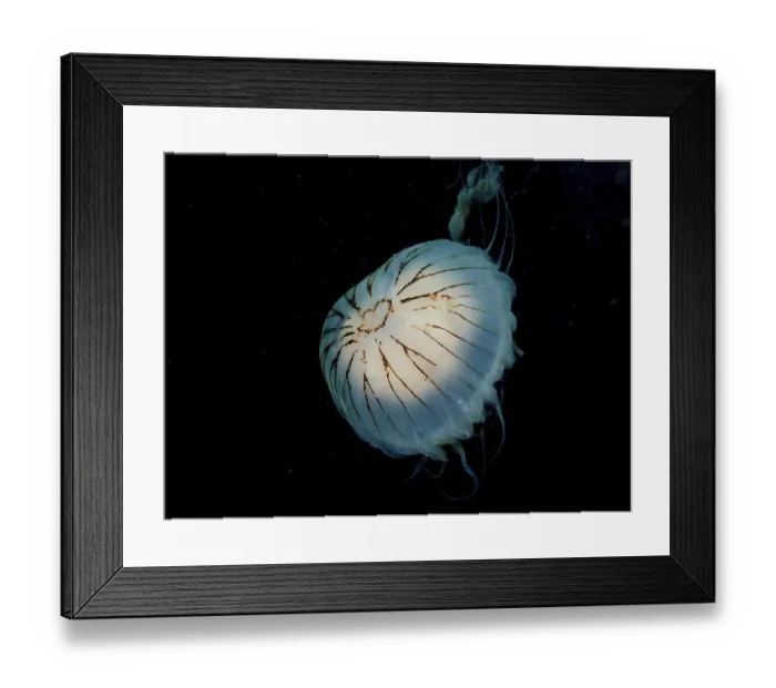Framed Print : Compass jellyfish (Chrysaora hysoscella) against a dark background