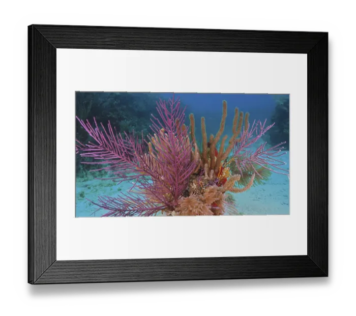 Framed Print : Lively, colourful coral formation with American gorgonian (Antillogorgia americana) under water with blue background Framed Print : Lively, colourful coral formation with American gorgonian (Antillogorgia americana) under water with blue background