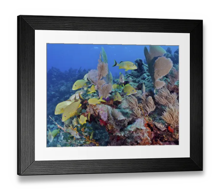 Framed Print : Many yellow bluestriped grunts (Haemulon sciurus) swim through a colourful reef in clear water
