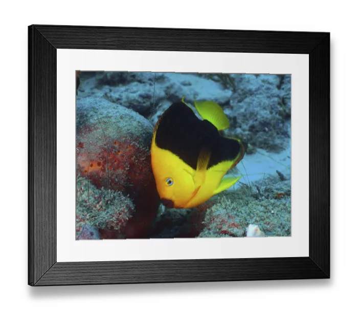 Framed Print : A bright yellow fish with black areas