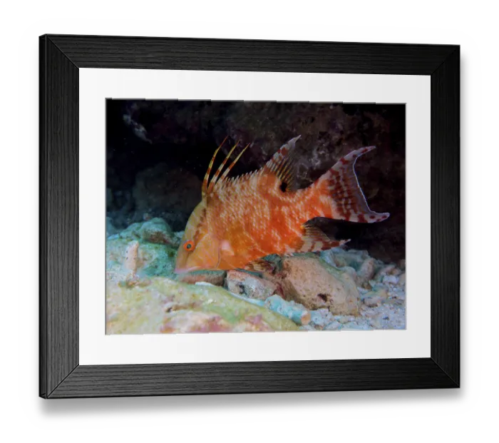 Framed Print : An orange fish with distinctive spines