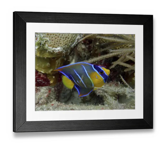 Framed Print : Colourful queen angelfish (Holacanthus ciliaris)