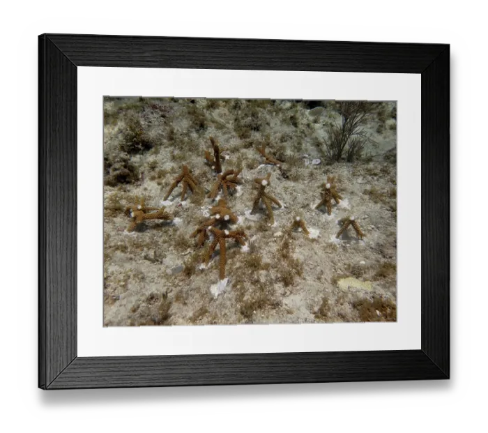 Framed Print : Coral cultivation. Young coral plants are anchored to the seabed and grow underwater
