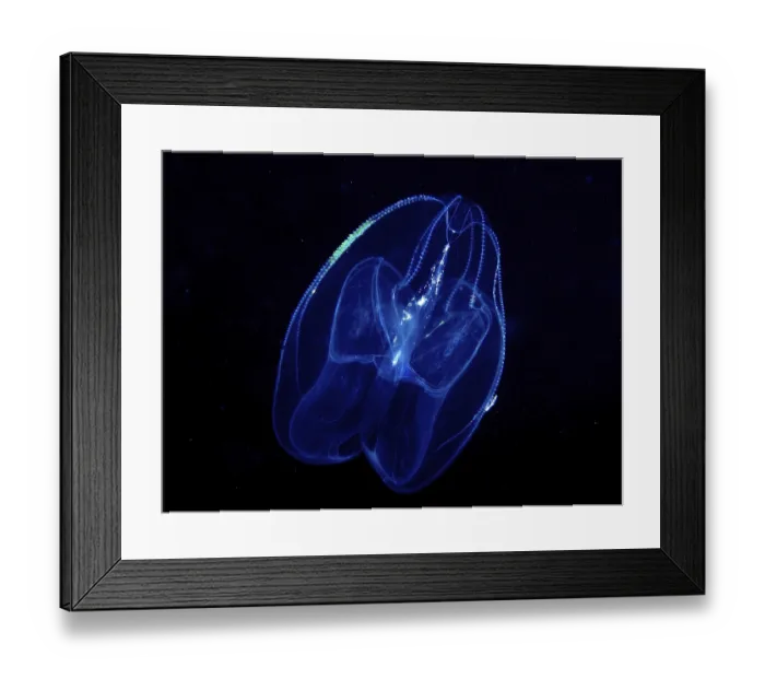 Framed Print : A luminous jellyfish, lobed ribbed jellyfish (Leucothea multicornis)