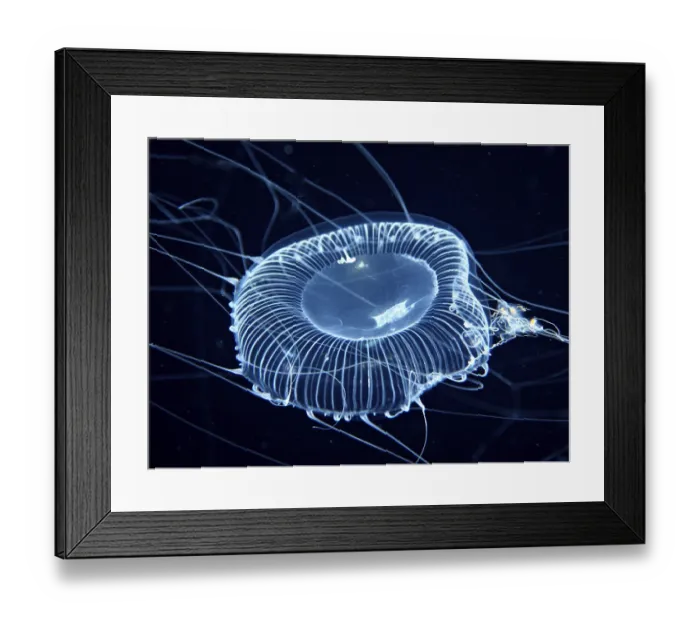 Framed Print : A blue-glowing jellyfish with long filaments floats in the dark water Framed Print : A blue-glowing jellyfish with long filaments floats in the dark water