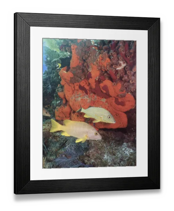 Framed Print : Colourful fish, schoolmaster snapper (Lutjanus apodus) Framed Print : Colourful fish, schoolmaster snapper (Lutjanus apodus)