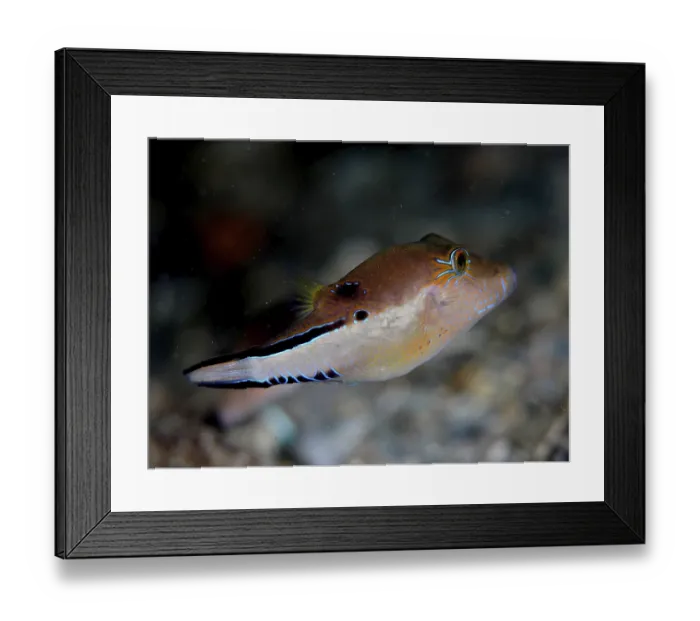 Framed Print : A brown fish with neon coloured accents Framed Print : A brown fish with neon coloured accents