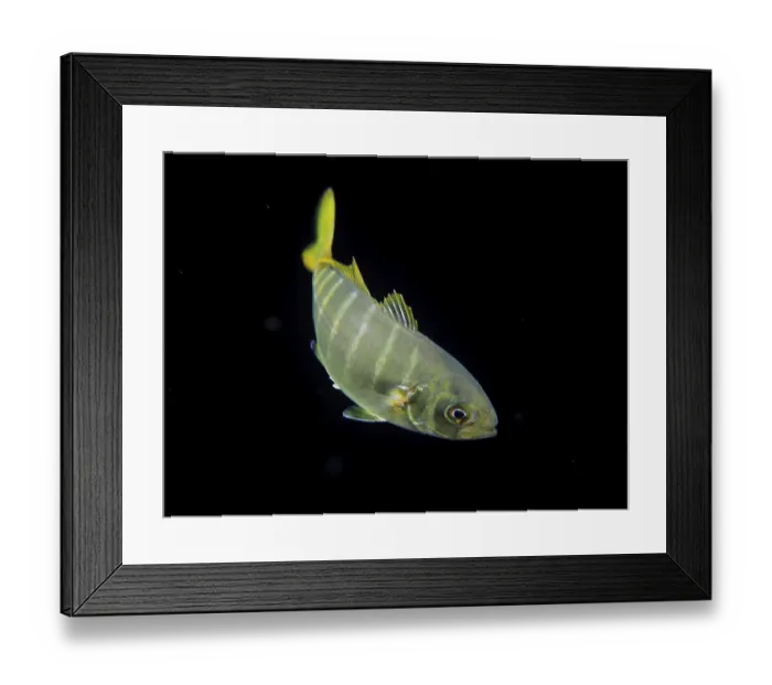 Framed Print : A silver fish with a yellow tail