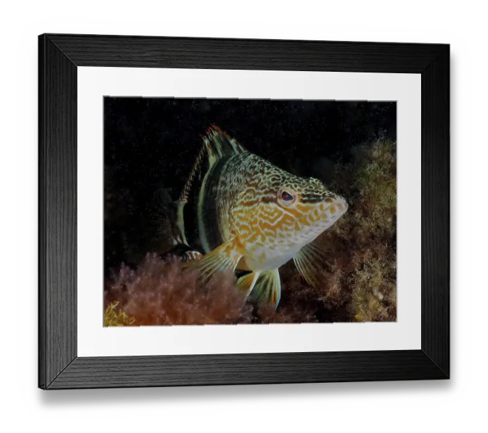 Framed Print : A scribefish (Serranus scriba) rests on algae in the underwater world Framed Print : A scribefish (Serranus scriba) rests on algae in the underwater world