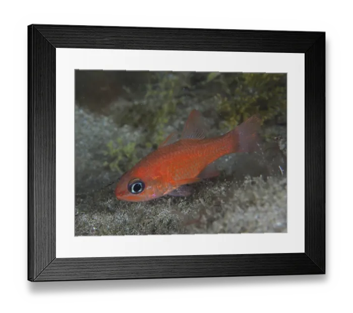 Framed Print : Small red fish, mullet king (Apogon imberbis)