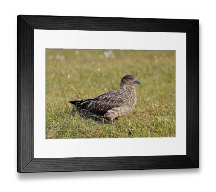 Framed Print : A Great skua (Stercorarius skua) sits in the green grass and enjoys the surroundings
