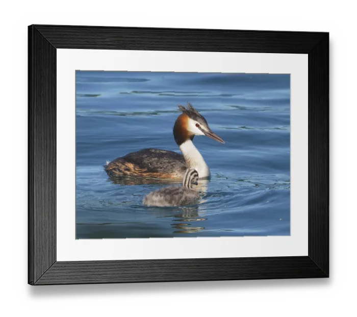 Framed Print : Great crested grebe (Podiceps ribbonfish) swimming with chicks on a calm lake