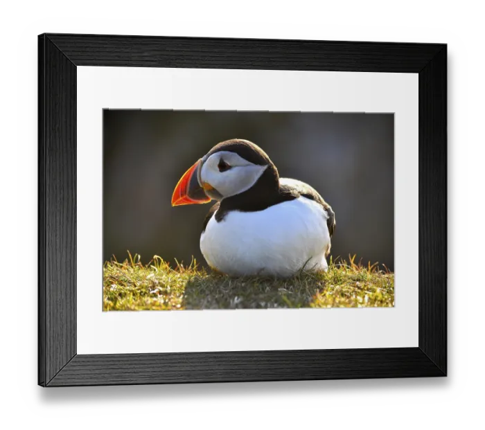 Framed Print : A sitting puffin (Fratercula arctica) on a sunlit meadow Framed Print : A sitting puffin (Fratercula arctica) on a sunlit meadow