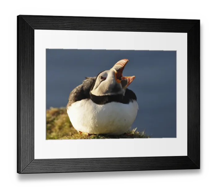 Framed Print : A puffin (Fratercula arctica) with open beak in a meadow