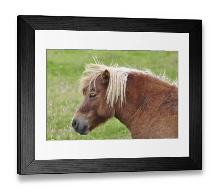 Framed Print : A brown Shetland pony (Equus ferus caballus) with a light-coloured mane on a green pasture Framed Print : A brown Shetland pony (Equus ferus caballus) with a light-coloured mane on a green pasture