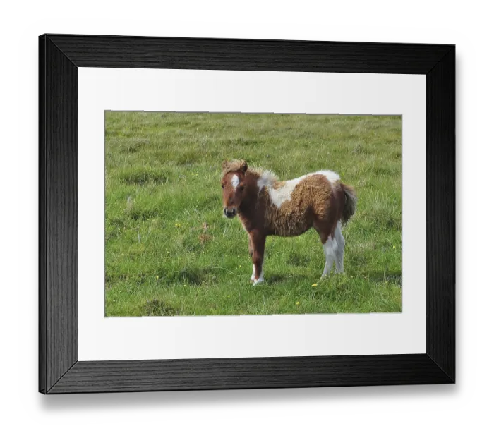 Framed Print : A young foal of Shetland pony (Equus ferus caballus) with a piebald coat stands in a green pasture