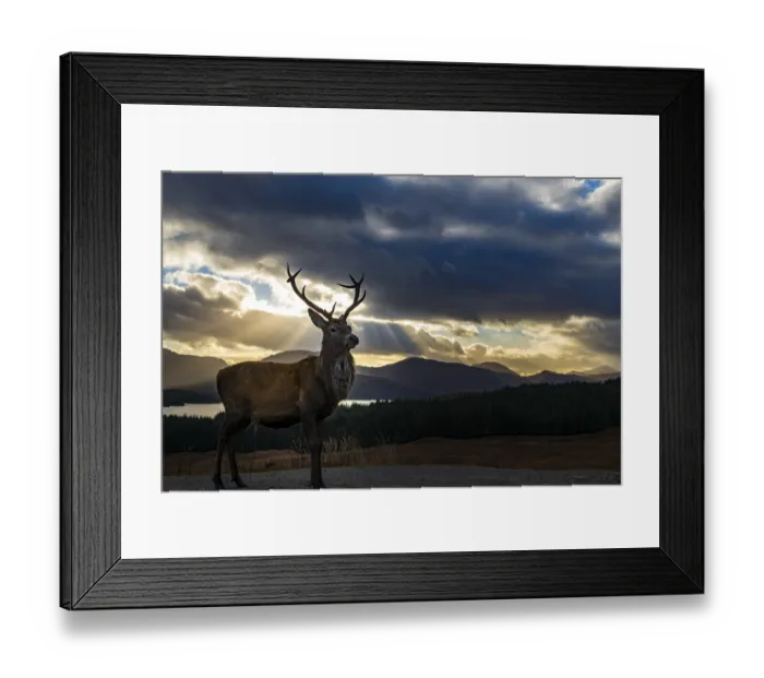 Framed Print : Red deer (Cervus elaphus) backlit