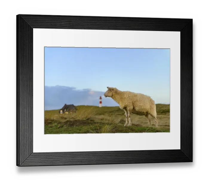 Framed Print : Domestic sheep (Ovis gmelini aries) in dune landscape and List-ost lighthouse Framed Print : Domestic sheep (Ovis gmelini aries) in dune landscape and List-ost lighthouse