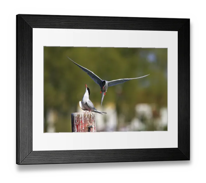Framed Print : Two Common Terns (Sterna hirundo)
