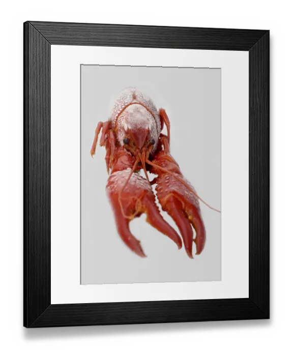 Framed Print : Crayfish